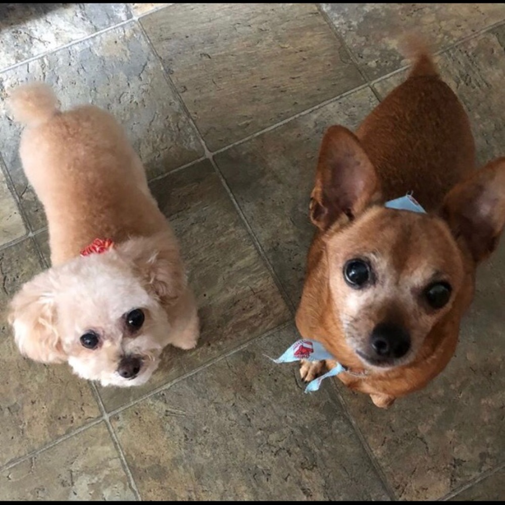 Meet your Posher, Allison